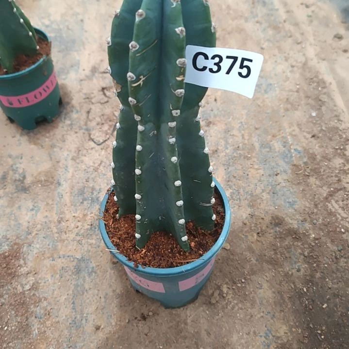 圆***果量天尺1个375