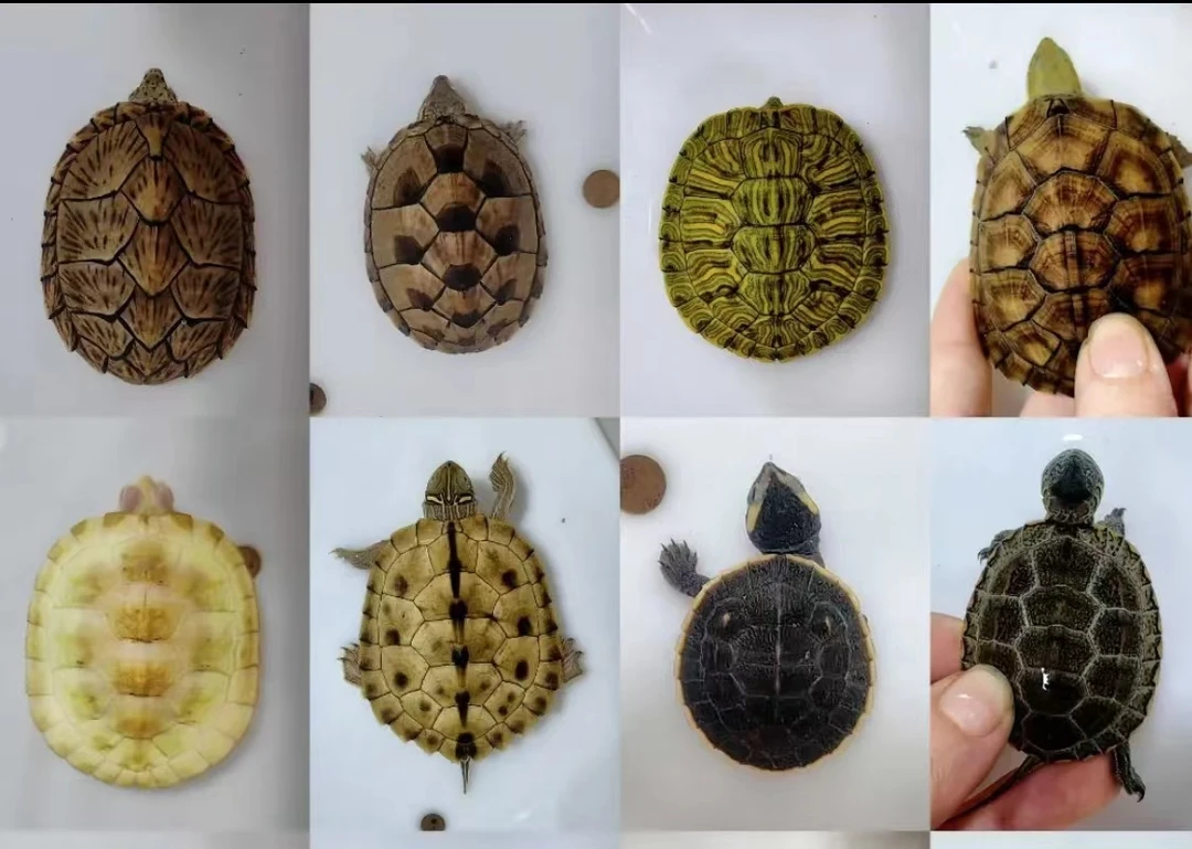 随机龟一只，不挑品相