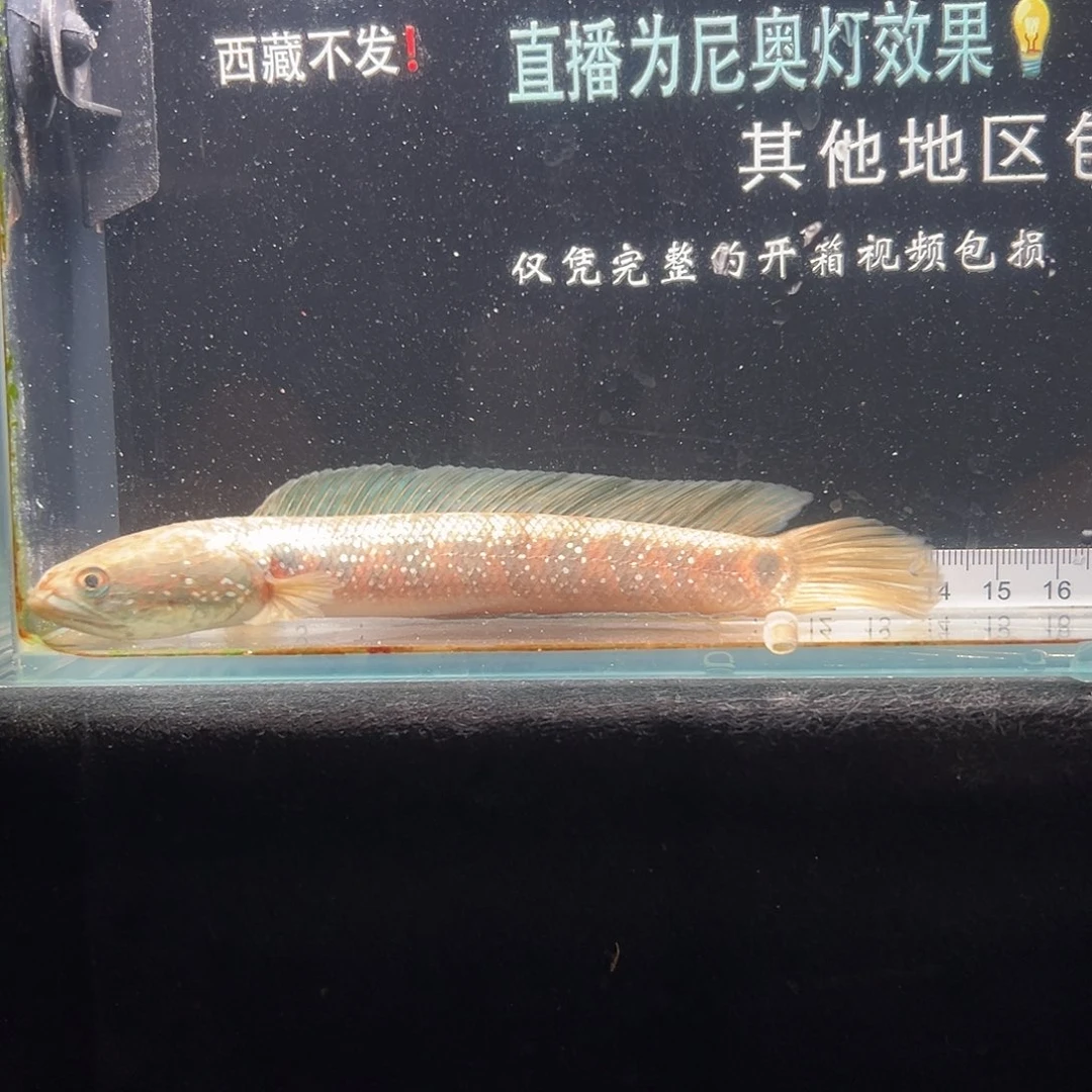 雷龙鱼七星雷龙了鱼七星雷龙