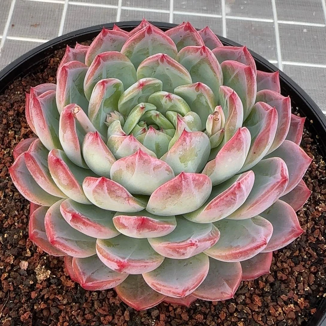 从前慢花园精选大红鸾