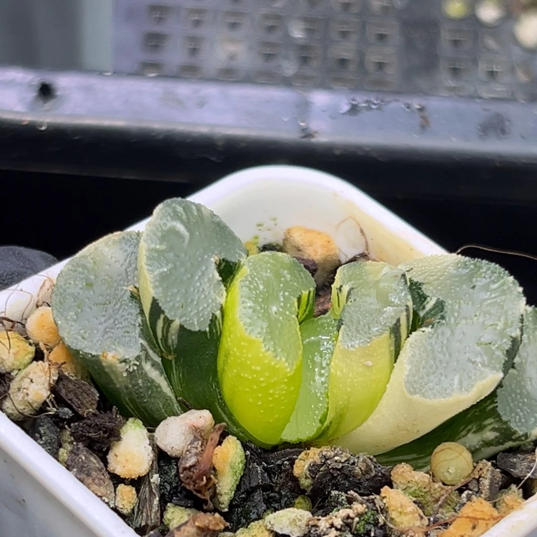 恭喜发财大吉大利0367