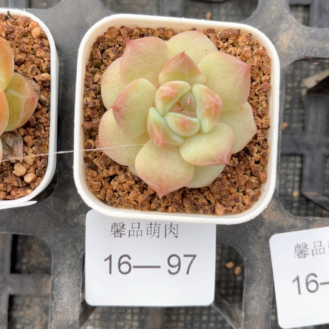小白盆一物一拍16-97