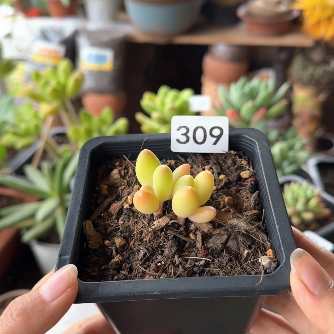 309号 一物一拍 一物一拍