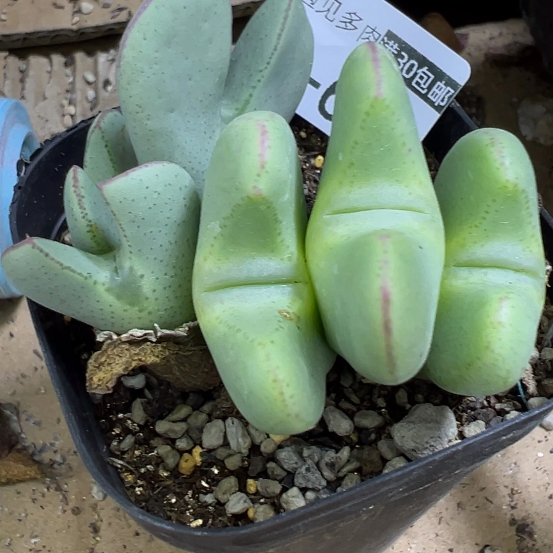 多肉植物11111111111111