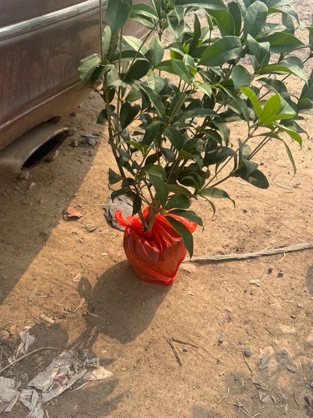 桂花中型苗直播间发货苗型