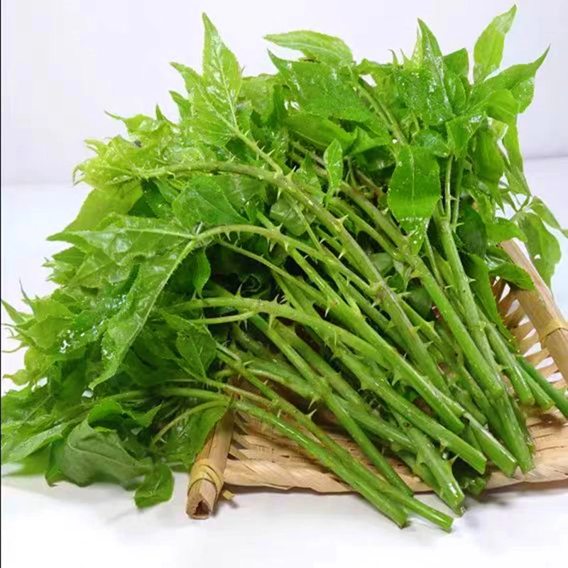 新鲜苦刺尖白刺尖苦刺菜现摘现发簕口菜簕菜农家蔬菜苦菜四川产地