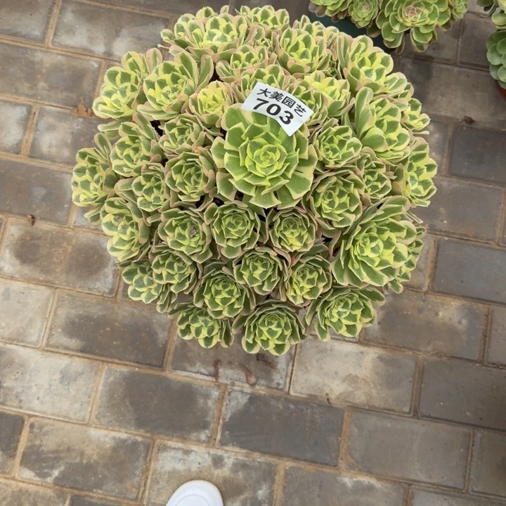 青***杨粉体白凤703老桩肉肉