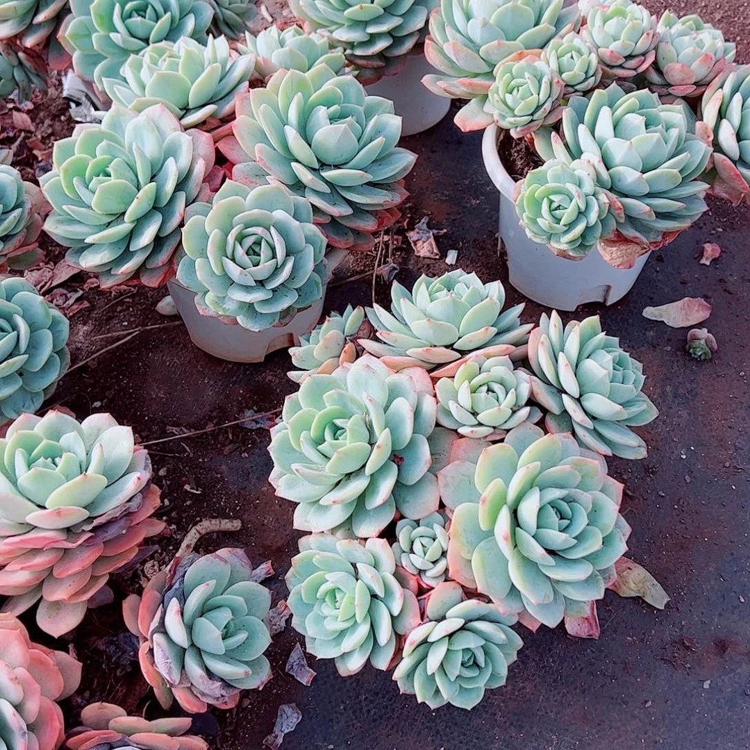 果冻恋曲多头群生精品