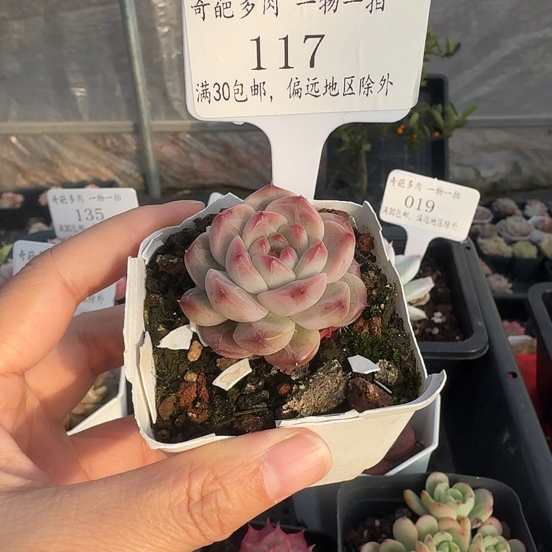 117 多肉脱土 群生不包整 30元包邮除偏远