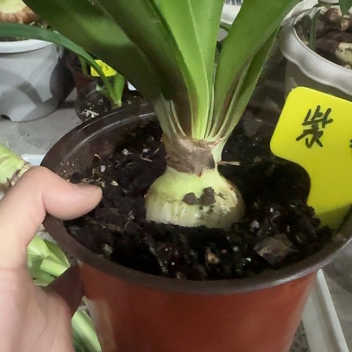 紫水晶5cm，裸球发货