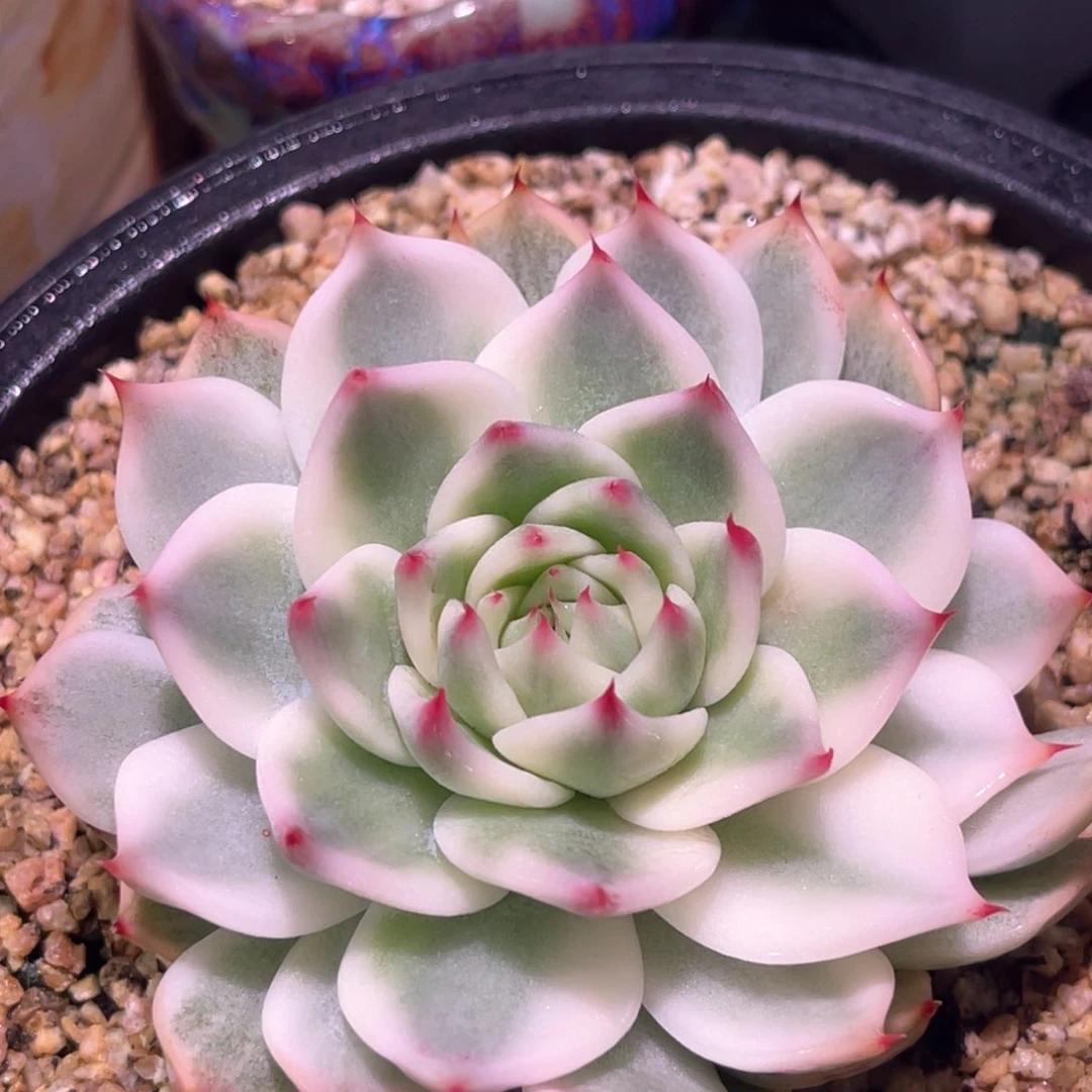 多肉特价福利娃锦