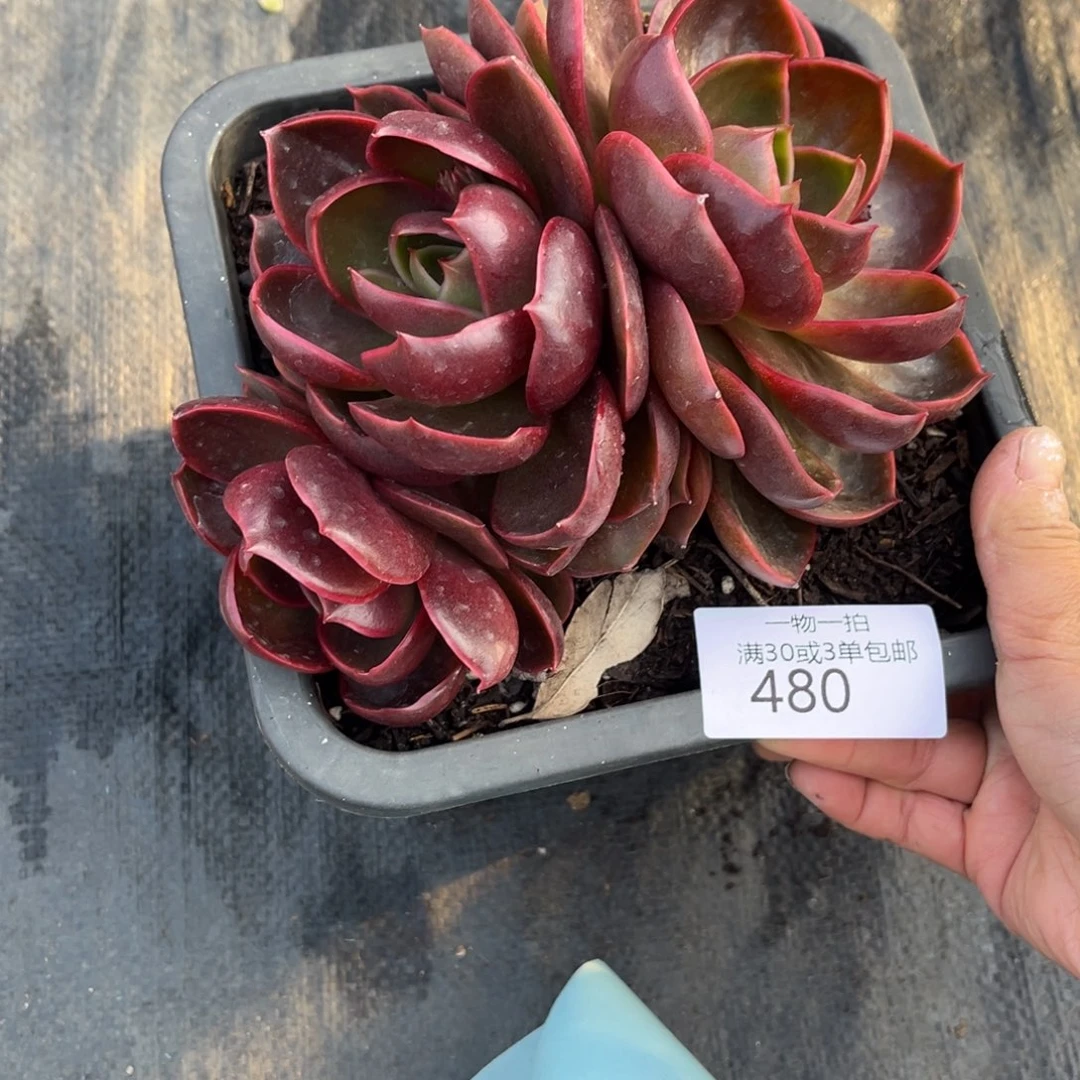 480红灯群多肉植物