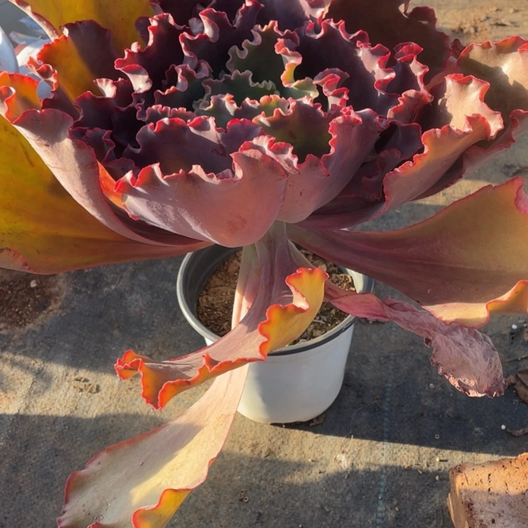 粗腿婚纱高2 4冠幅35cm