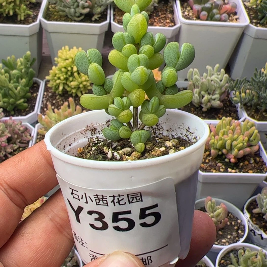 多肉植物枝干原元宝多肉