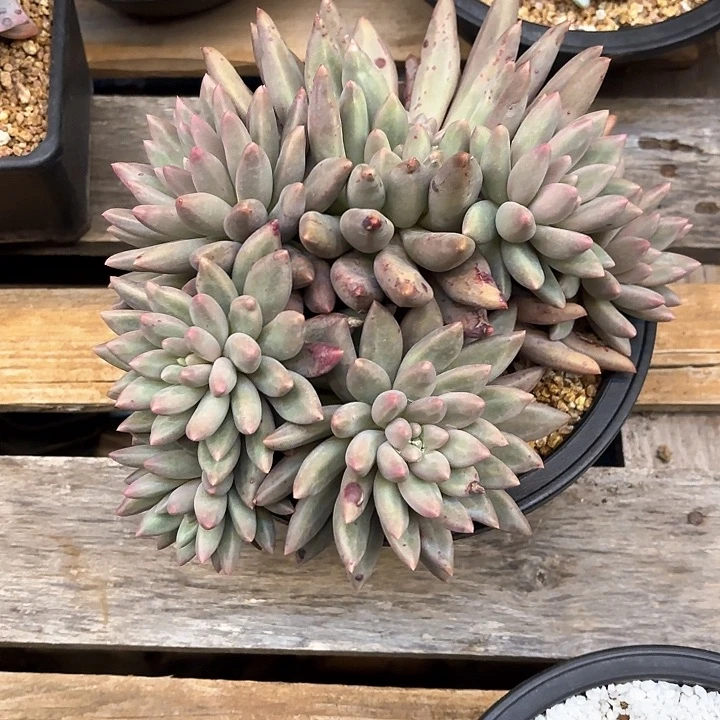 多肉植物，红蜻蜓