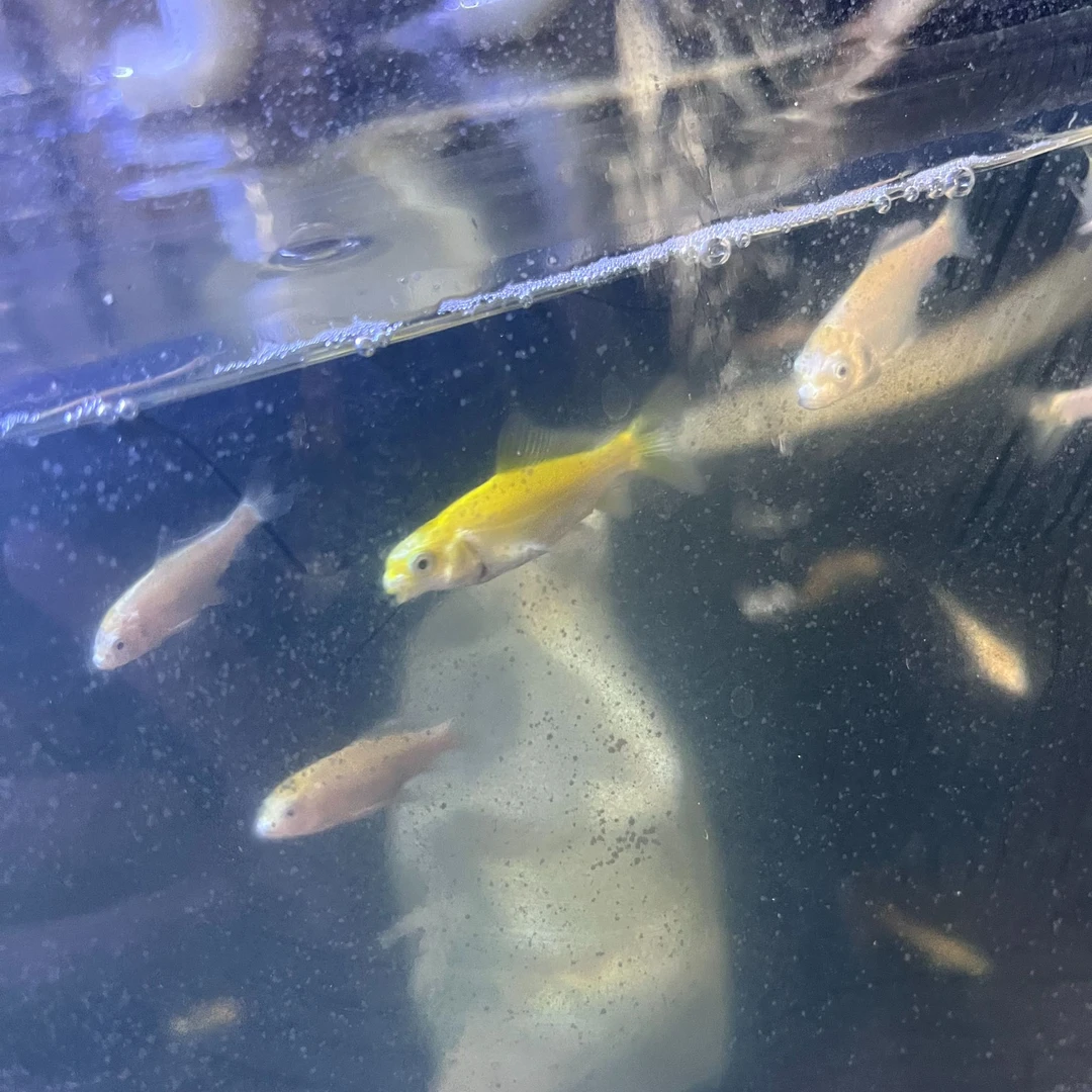 红白蝴蝶鲤直播间一物一拍收到鱼拍完整的开箱视频售后退单拉黑