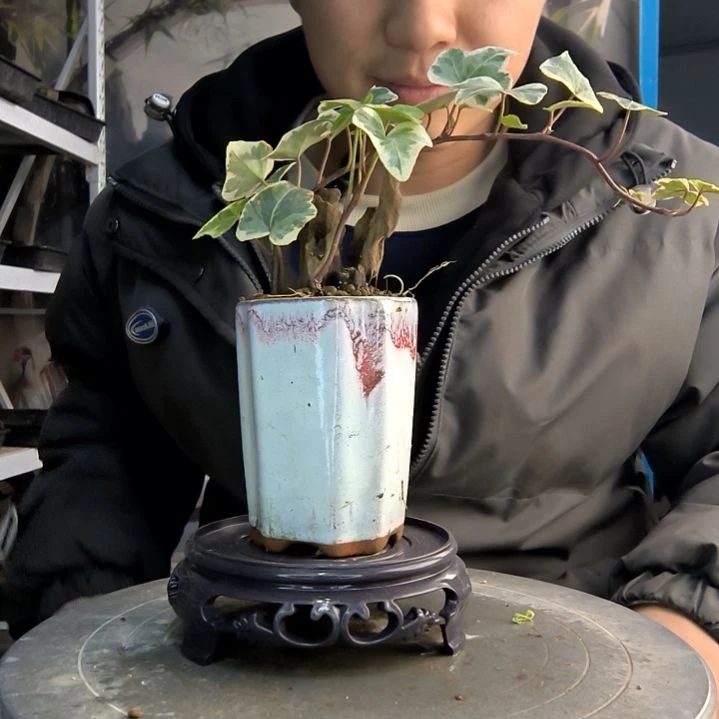 郑****上小盆景小植物一物一拍144