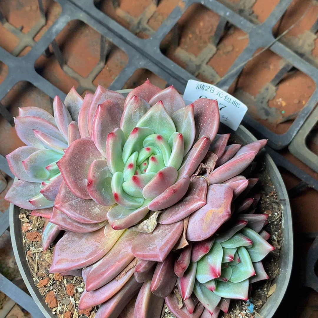 【闪购商品】云697号