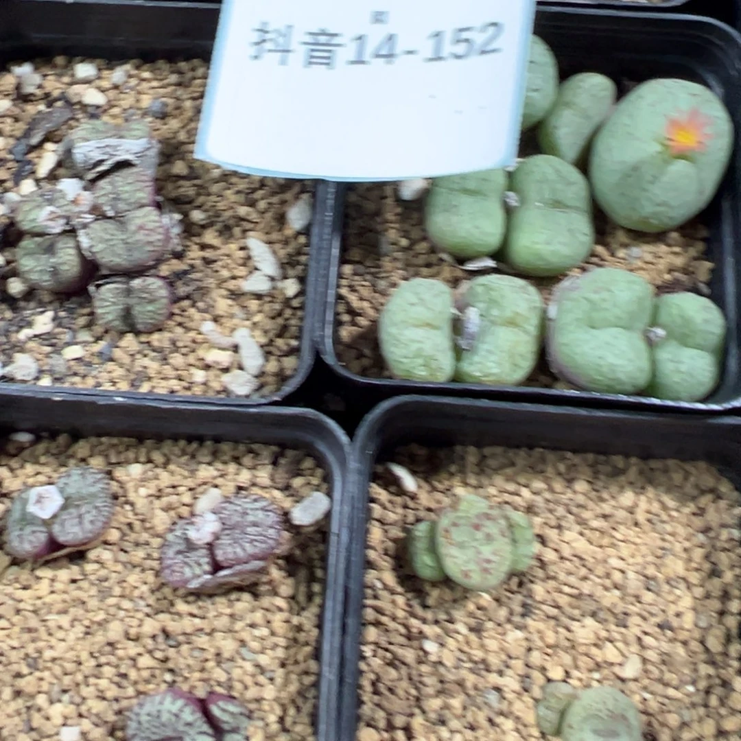 14-152肉锥多肉植物大战