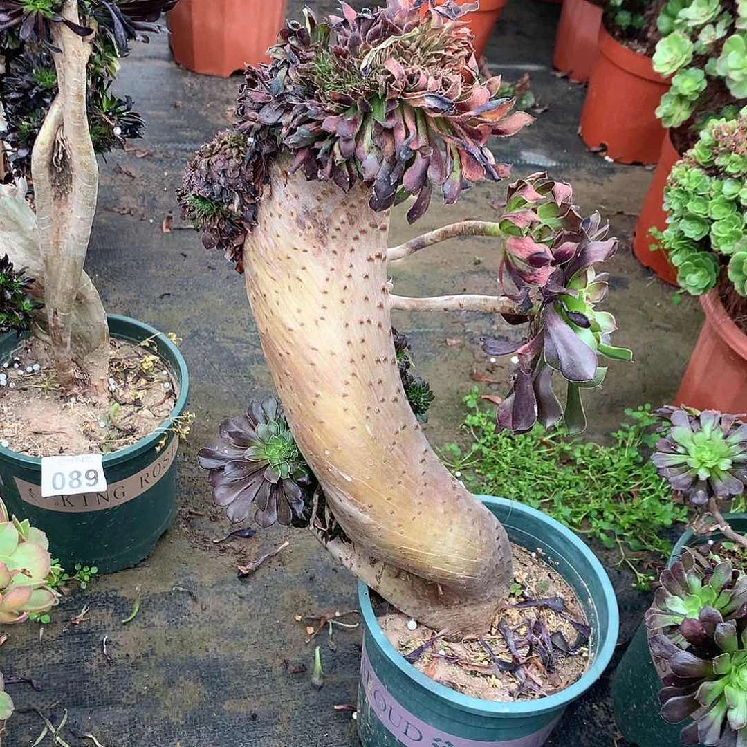 红陶094黑铜壶缀化