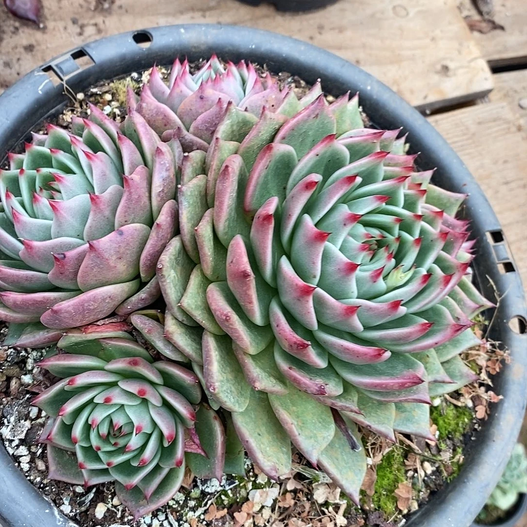 多肉植物福利韩龙
