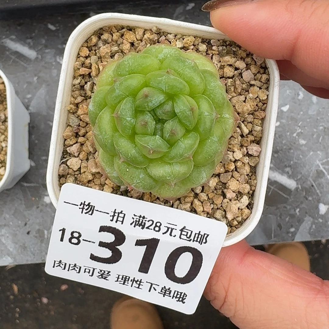 巨****阳光玫瑰无盆土发货