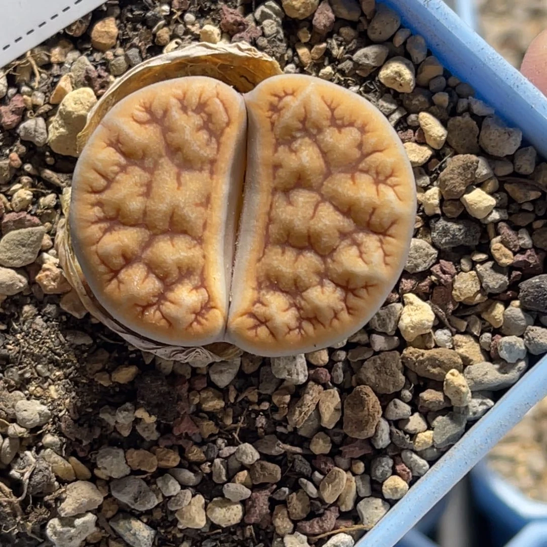 3153舞咖1尺寸3.0