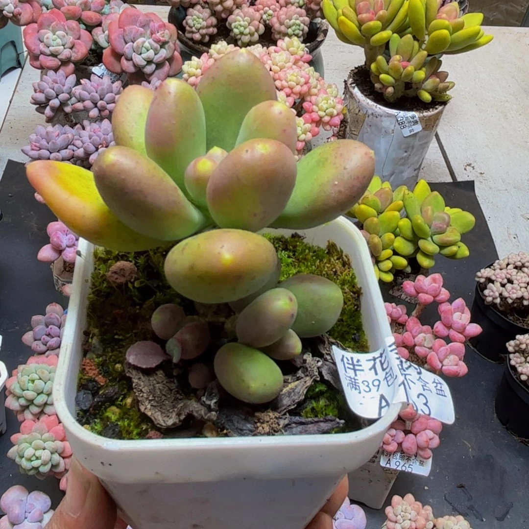 163芒果奶8cm多肉