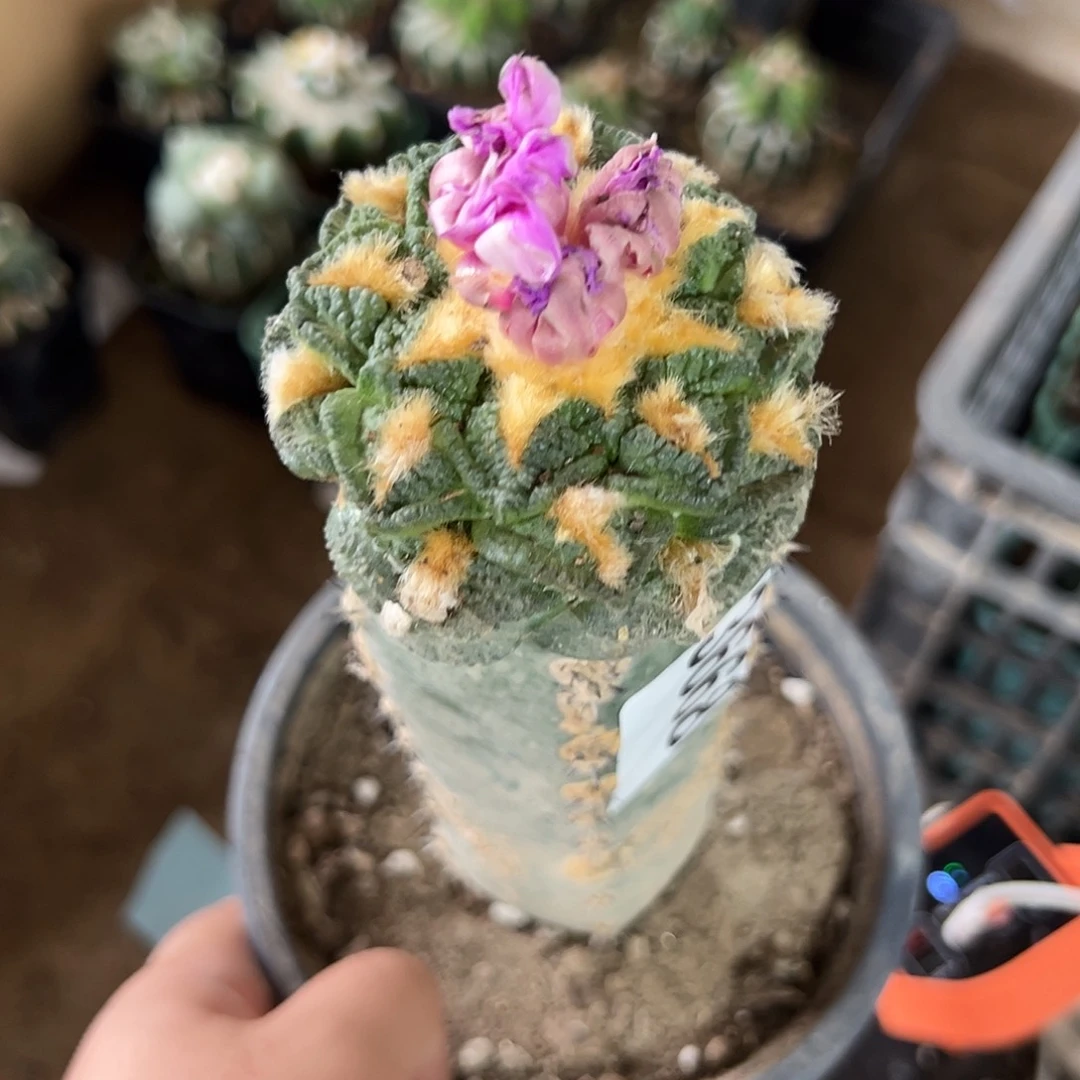 許***植龟甲牡丹仙人球3668