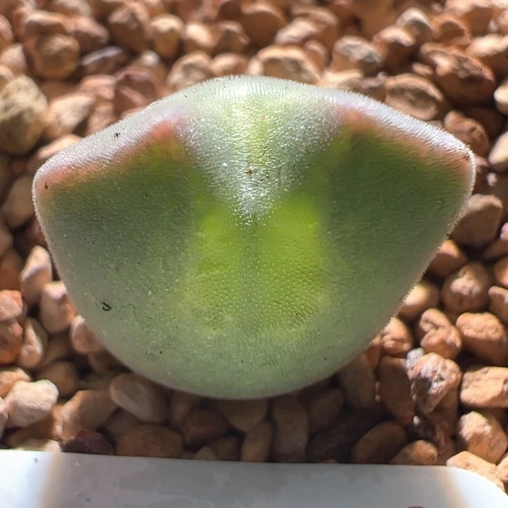 A974.  青蛙种源优选两年大眼空蝉。 专拍。