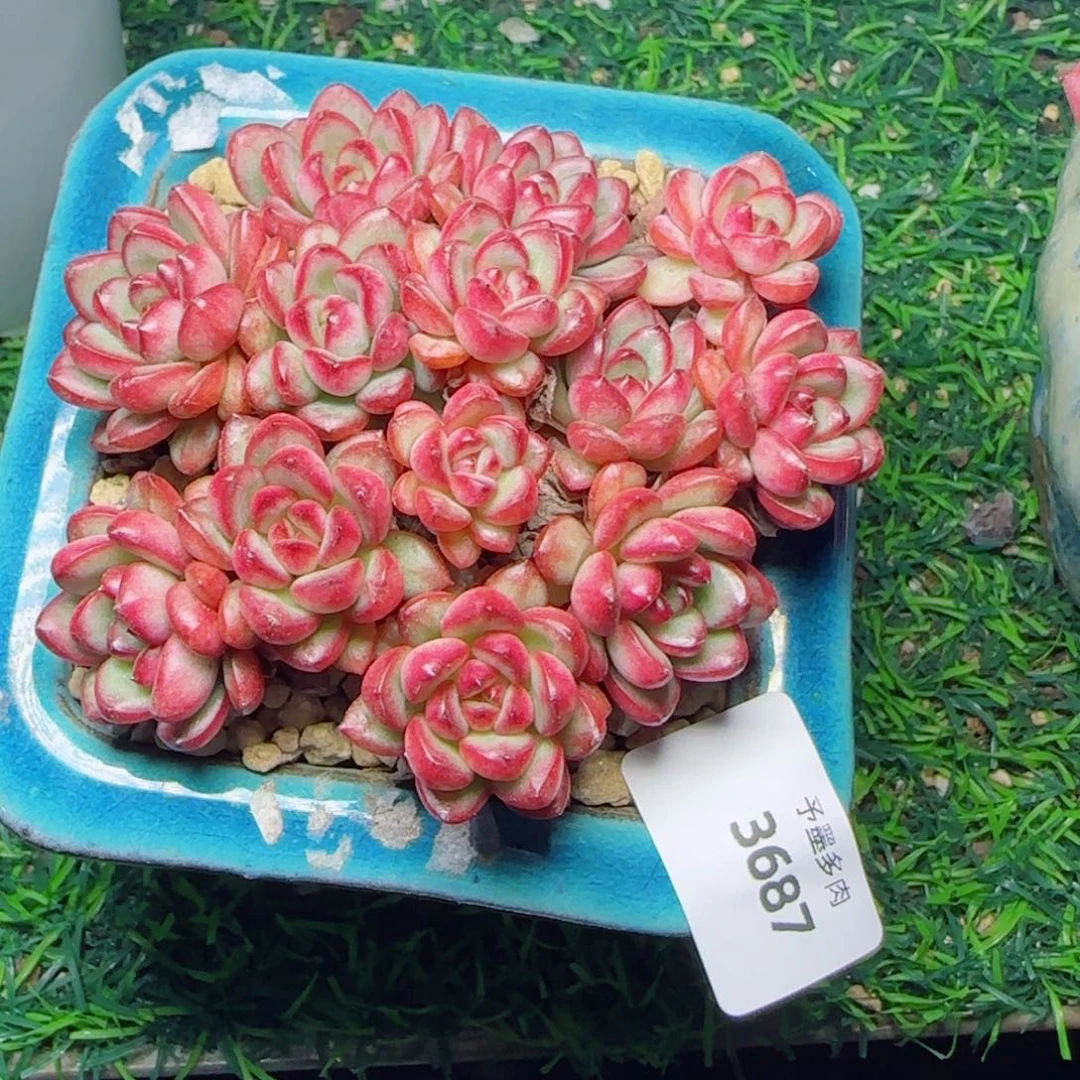 瑶****亚当，3687多肉植物