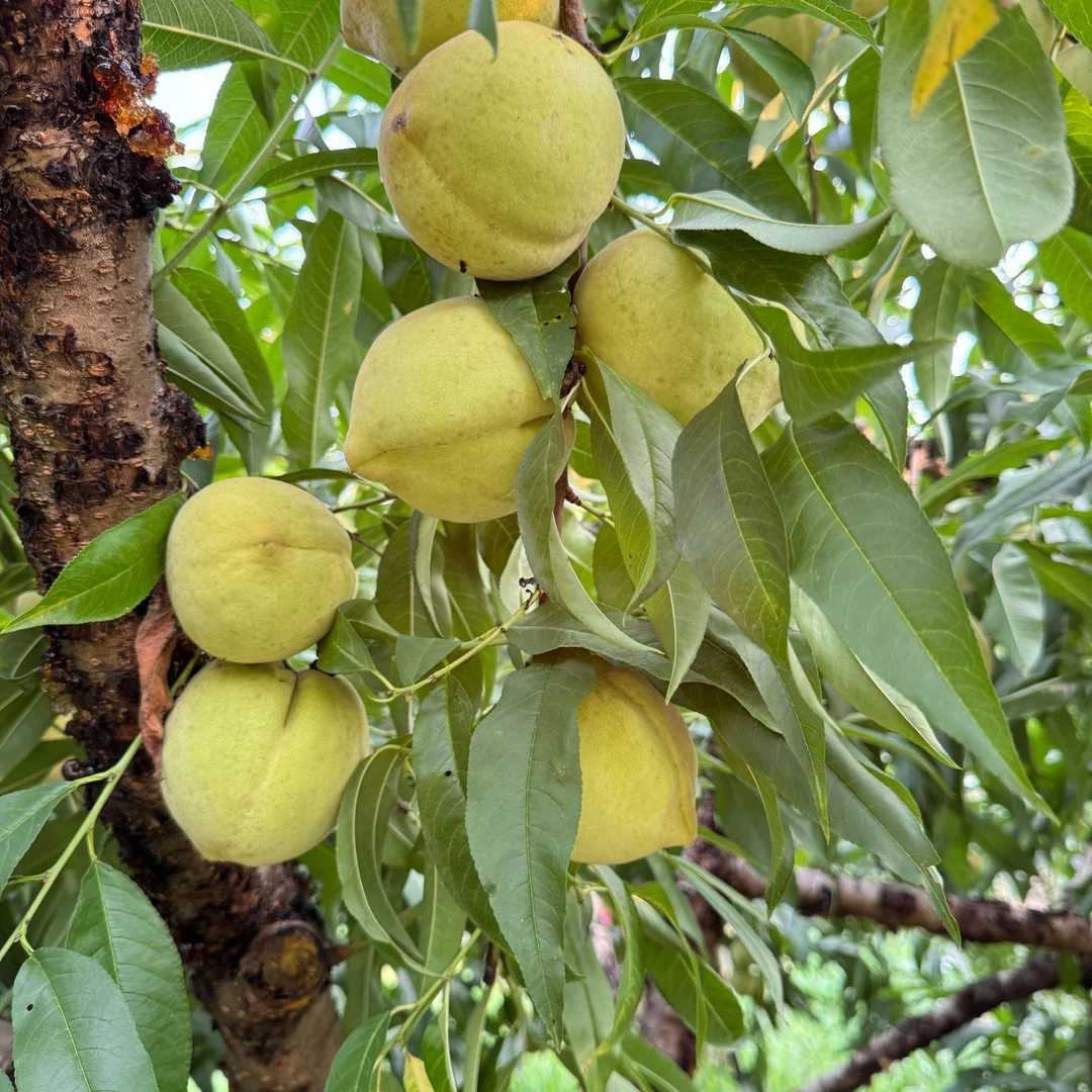 新鲜现摘现发桃园脆甜可口脆青桃（小丑桃）5斤装