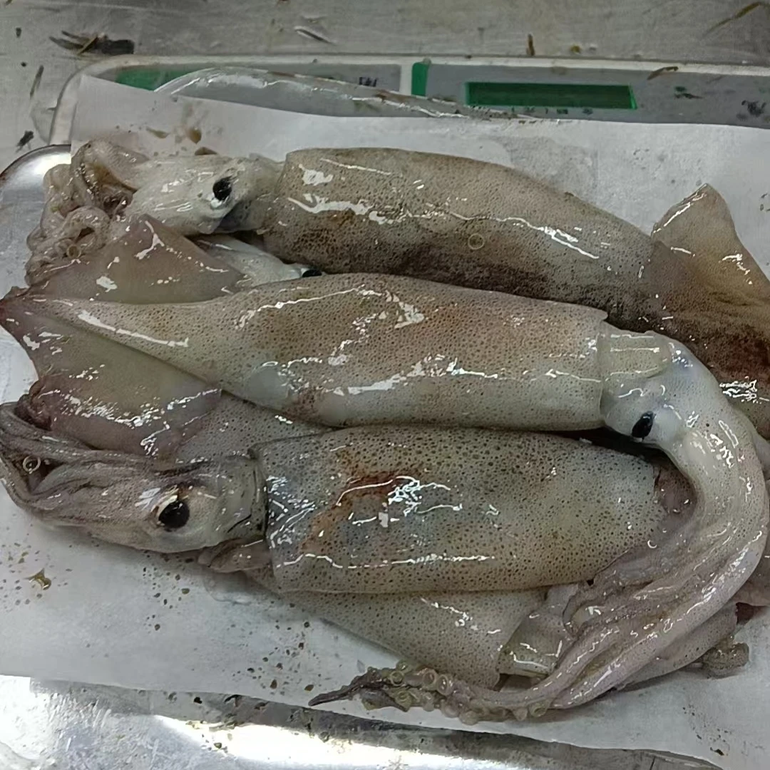 本地鱿鱼（4-5条1斤）4斤速冻后发货