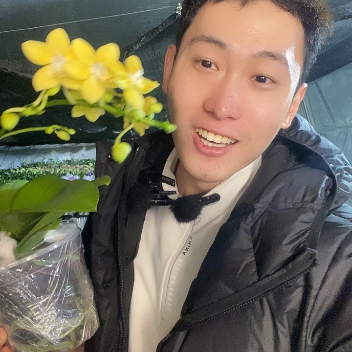 无花朵黄金梦蝴蝶兰