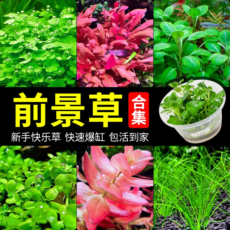 前景草爬地矮珍珠鱼缸水草植物真草活净水阴性草新手水草缸造景