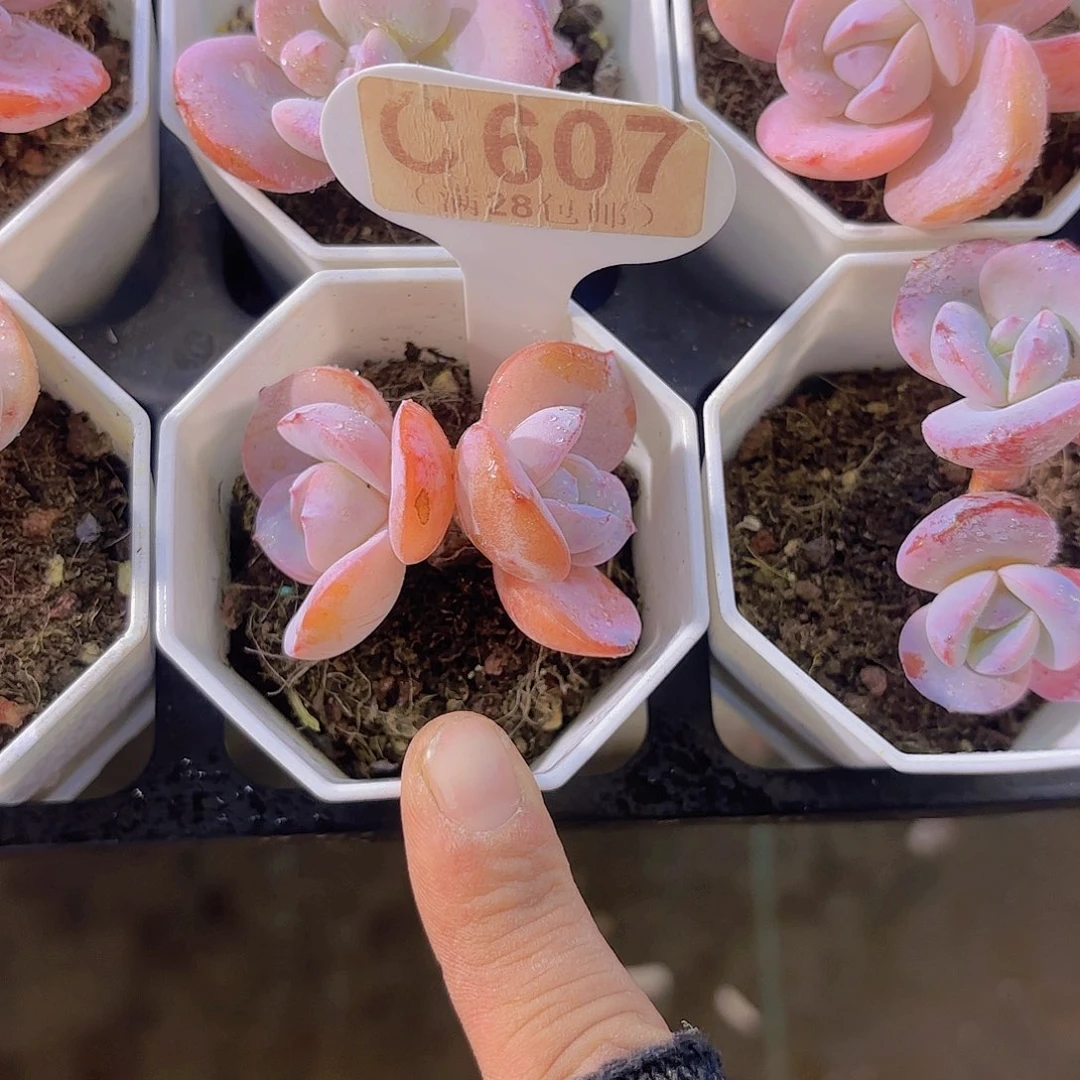 C697奶茶一物一拍