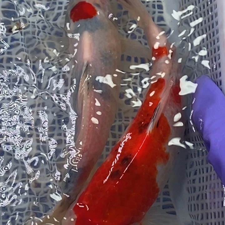 锦鲤冷水锦鲤包邮