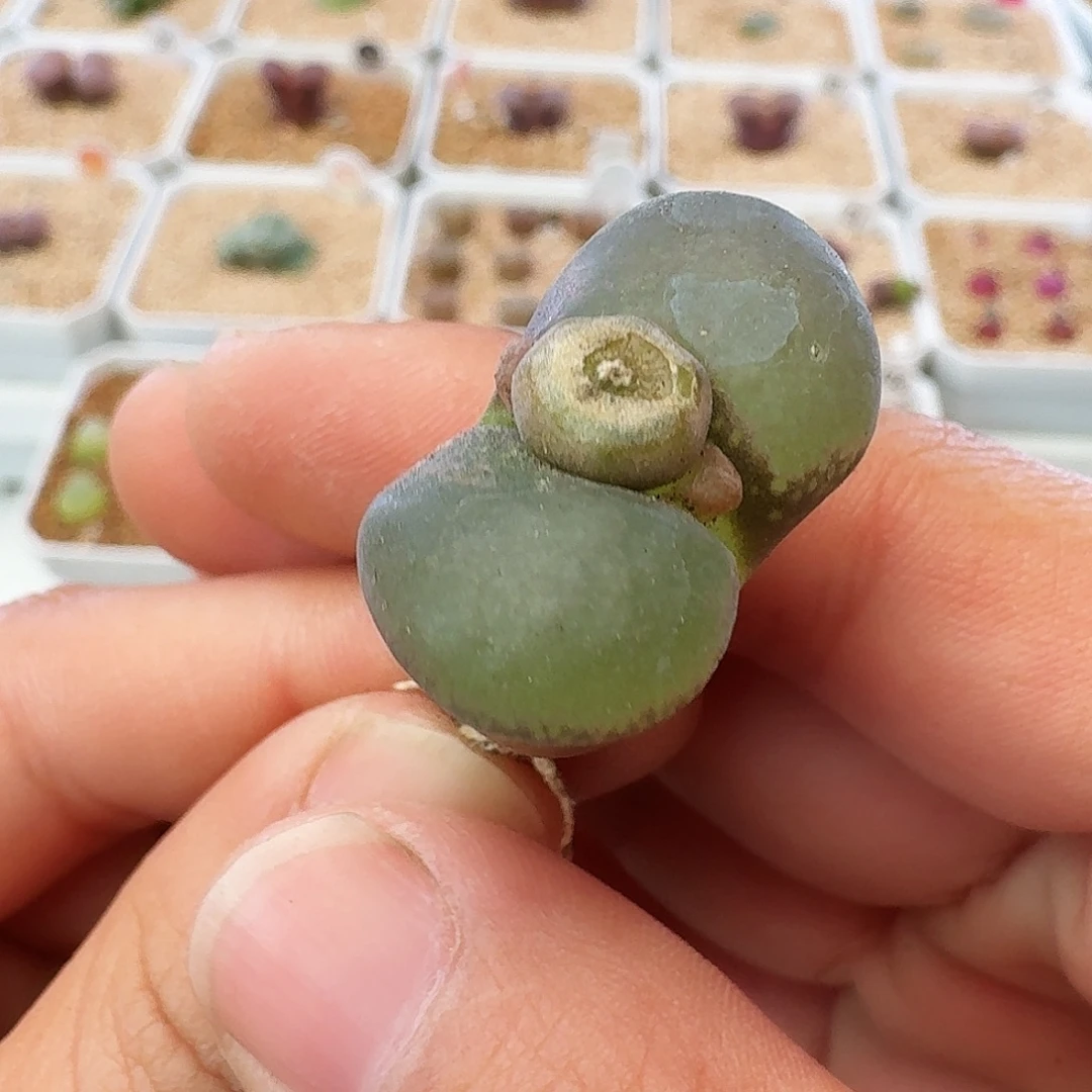 多肉植物腰子大翻窗137