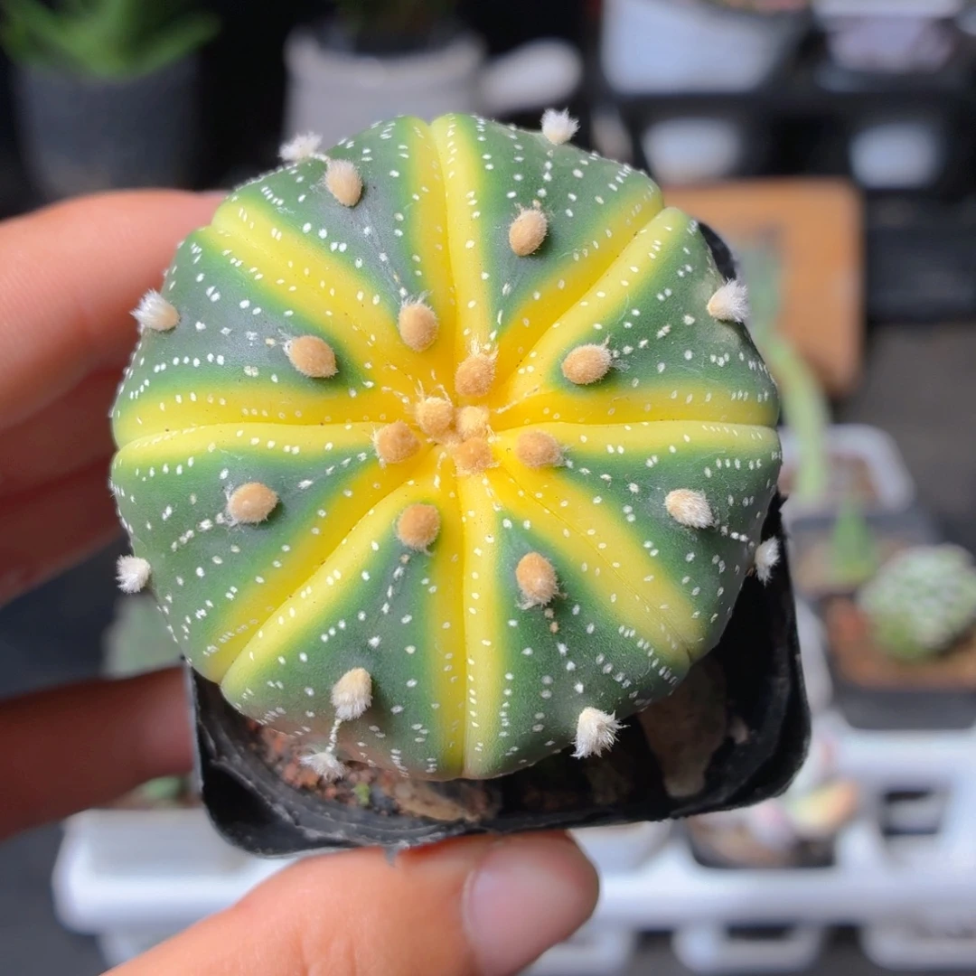 星兜锦多肉9.9包邮发货