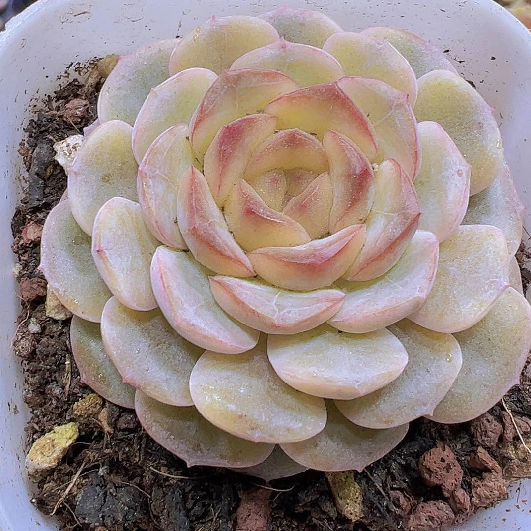 容晶19包邮植物多肉