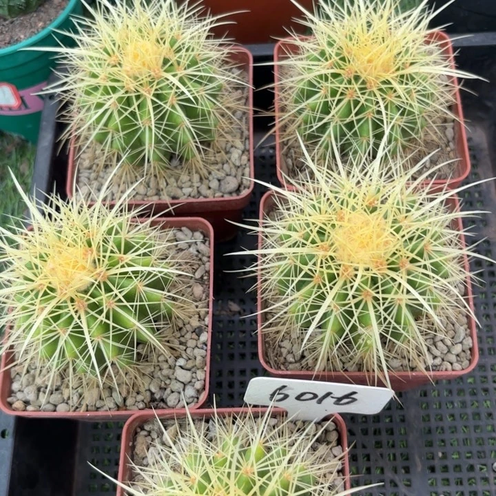 实生金虎好养皮实好活