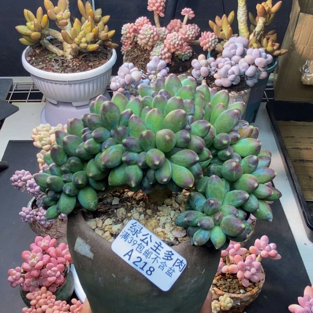 218香蕉树缀多肉10c m