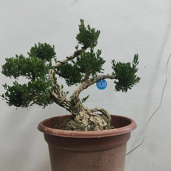 无花朵精品黄杨308