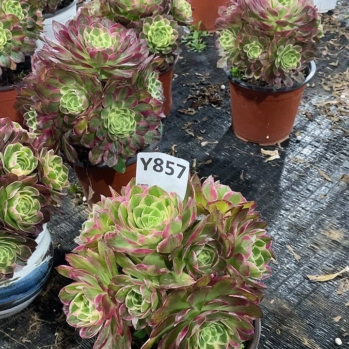 红**客海王857。