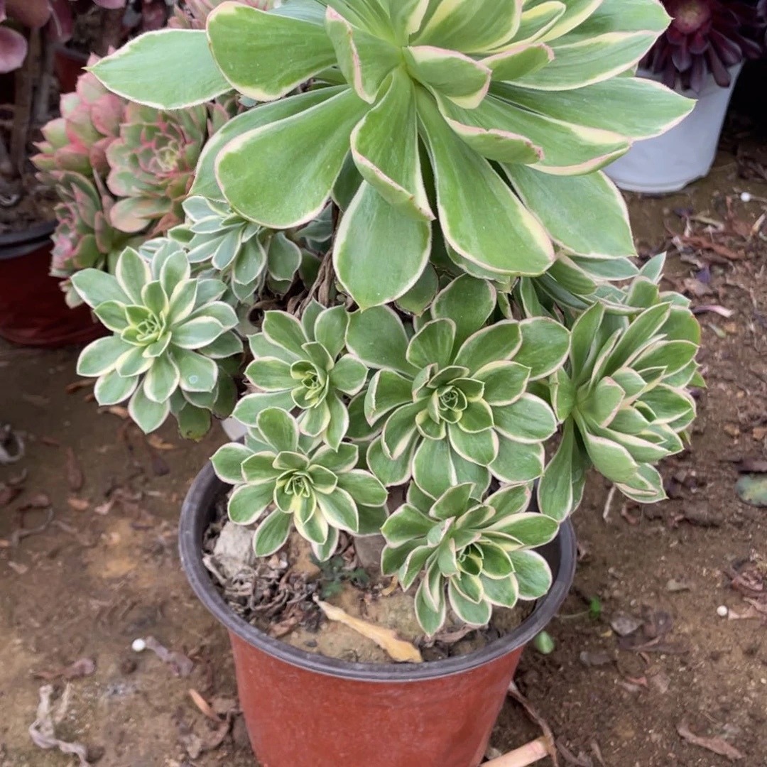 828绿玫瑰多肉法师断枝不包