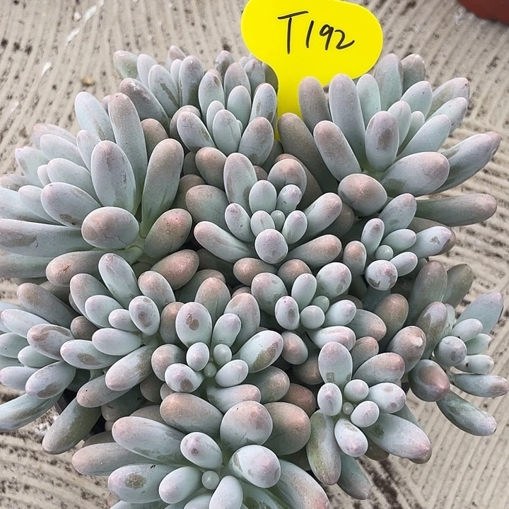 大叶汤圆多肉植物192