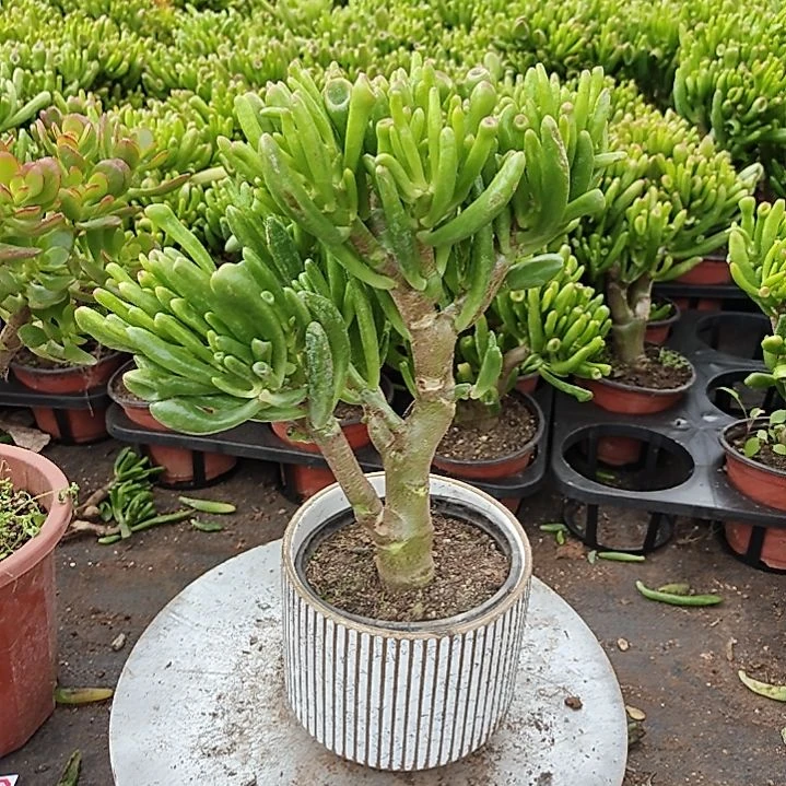 2年吸财树带盆带土发