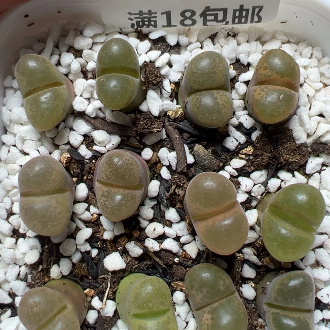 【闪购商品】1097……