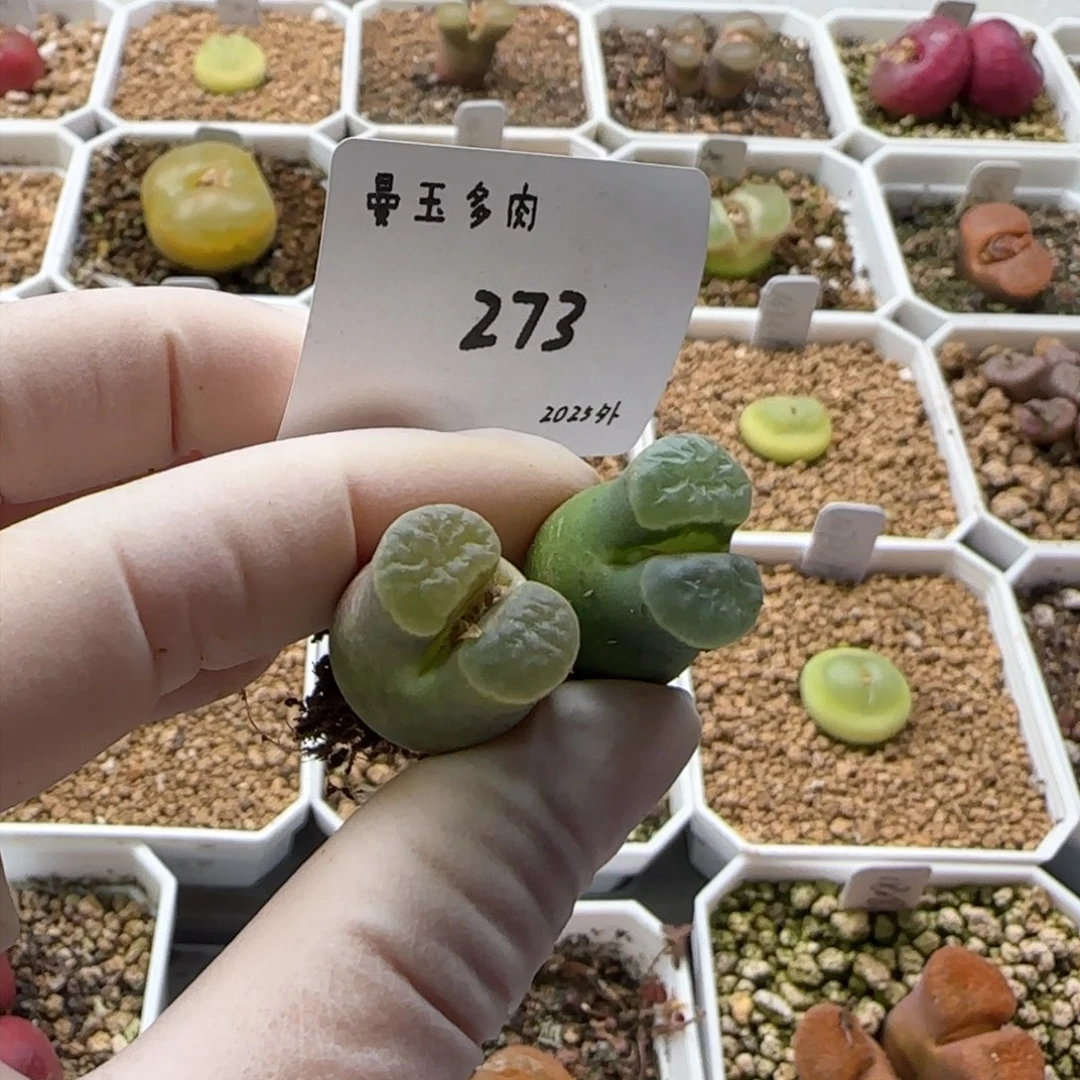 叮*猫多肉多肉多肉2025-273