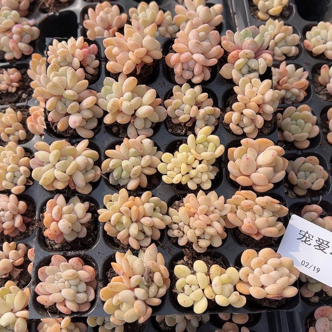 直播福利一物一拍27